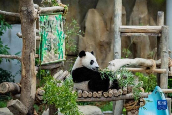 中国旅马大熊猫“靓靓”的第三只宝宝<em>取名</em>“升谊”（高清组图）