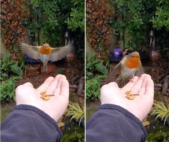 英国男子用慢镜头捕捉到知更<em>鸟</em>飞到手上吃虫子的画面