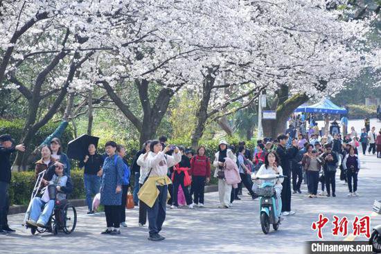 武汉大学赏樱限流首日人潮如织