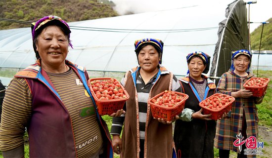 四川省金川县：“小草莓”映红了乡村经济“增收路”