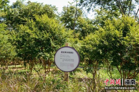保亭七仙岭全球热带水果博览中心10月开园