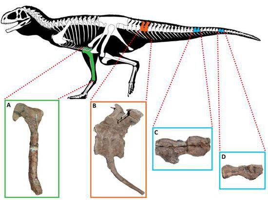 国际最新研究称，有证据表明南美兽脚类<em>恐龙</em>受骨病困扰
