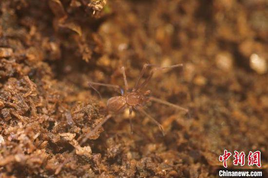 中国科研人员发现<em>十种</em>蜘蛛新物种