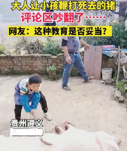 贵州：农村一家长让孩子鞭打死去的猪，网友却对此行为发出质疑