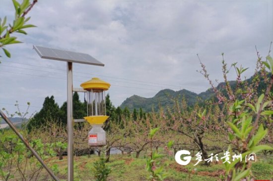 贵州玉屏：科技助农绿色又增收
