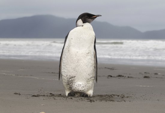帝企鹅<em>被美国列为</em>“受威胁”物种，面临灭绝风险
