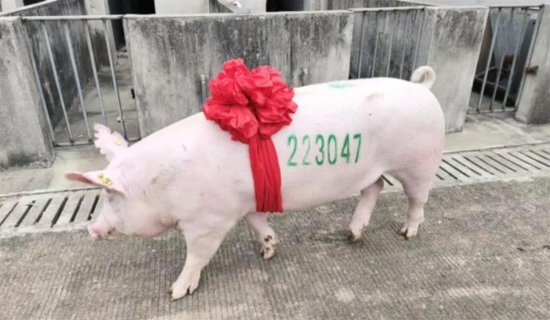 第22届中国武汉种猪拍卖会11月3日举行 公开拍卖16头特优级种...
