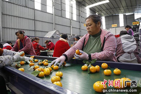 广西荔浦：农产品经纪人做“红娘” 搭起致富桥助力乡村振兴