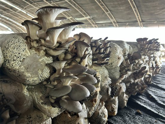 新疆焉耆：“菇”足干劲促振兴 丰收撑起“致富伞”