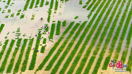 四川自贡：小田块变身标准稻田 创新种养模式打造高标准天府粮仓