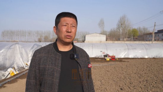 瞧，涿州这片儿地里的“金疙瘩”开始栽种啦！