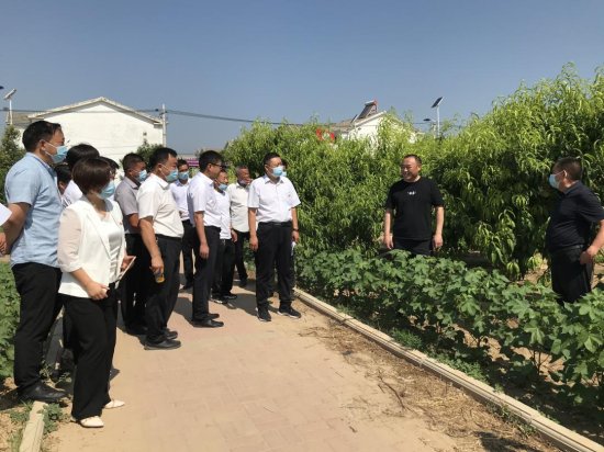 河南尉氏县张市镇创建绿色食品原料标准化生产基地 促进乡村全面...