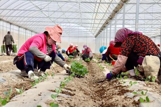 肃州：高原夏菜“蔬”写产业兴旺新答卷