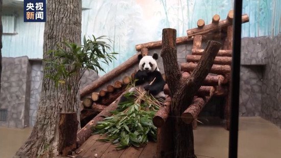 在俄出生的大熊猫幼崽与游客<em>首次见面</em>
