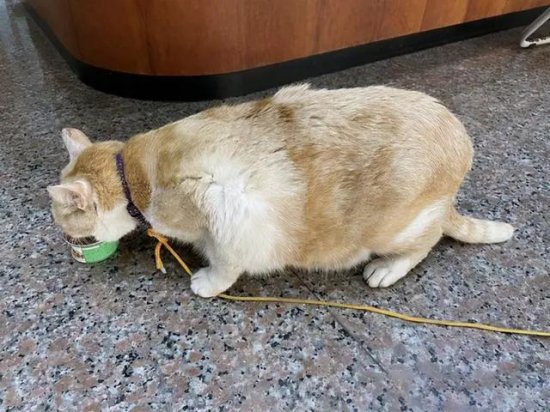 橘猫因太肥遭70岁老人惦记，将其偷走，找到时还在埋头干饭