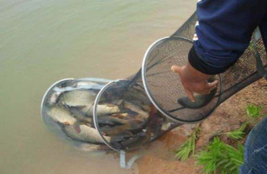池塘手竿“糟食钓法”效果好，<em>很多大鱼</em>都是用这法子钓上来的！