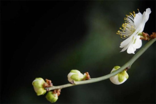 清丽梅花一朵古诗六首：一树梅花开一朵，一朵尽收天下春