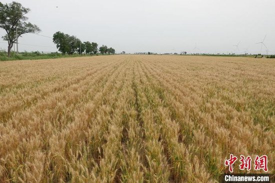 水稻小麦已有多个国审耐盐碱品种 专家：味道不一般