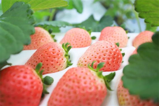 “莓”<em>好</em>生活 与“溧”相约 2024<em>南京溧水</em>草莓节将于2月1日开幕