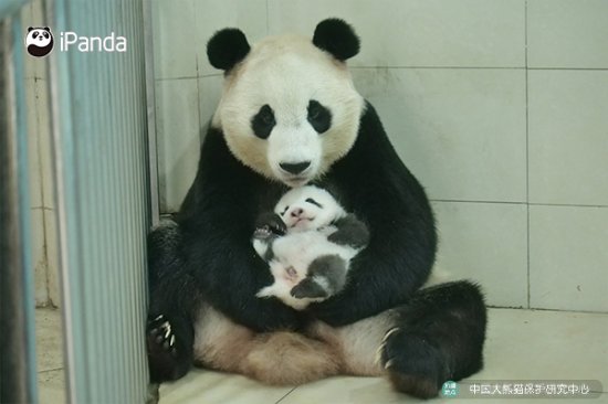 第九个“世界野生动植物日”大熊猫征名活动开始