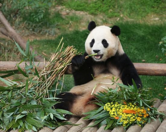 旅韩大熊猫“福宝”回国前最后一次与公众见面