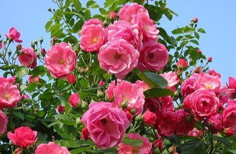 比玫瑰还漂亮，这几<em>种</em>藤本月季做院子围墙，不但美出天际还能...