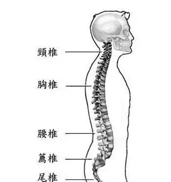 学<em>正骨</em>手法必须了解：脊柱每一节段的定位方法，你掌握了没有呢...
