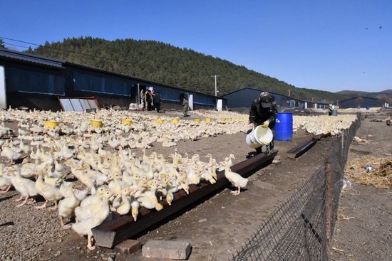 林口县：发展鹅产业 唱响特色经济“向天歌”