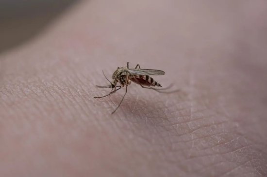 到底<em>什么血型最招蚊子</em>？