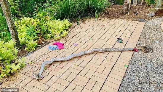 澳洲4岁男孩在家中遭蟒蛇拖走，父亲徒手将蛇下巴打碎救下儿子