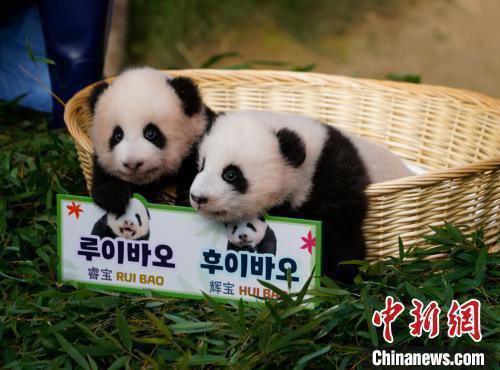 在韩国出生的大熊猫<em>双胞胎</em>“睿宝”“辉宝”4日起与公众见面