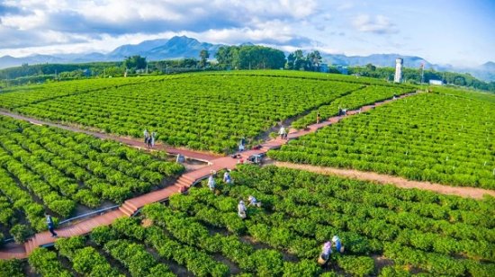 白沙：力争到2025年实现茶叶产值4亿元以上