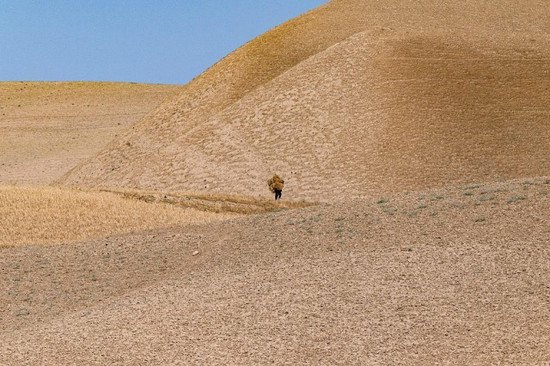 罂粟农场改种小麦！<em>阿富汗</em>罂粟种植一年锐减95%