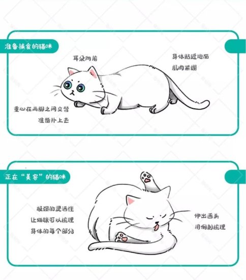 一张图看懂<em>猫咪的</em>常见身体语言