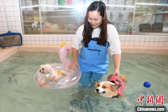 长沙<em>宠物店</em>推出狗狗专属游泳池 主人可陪游解暑