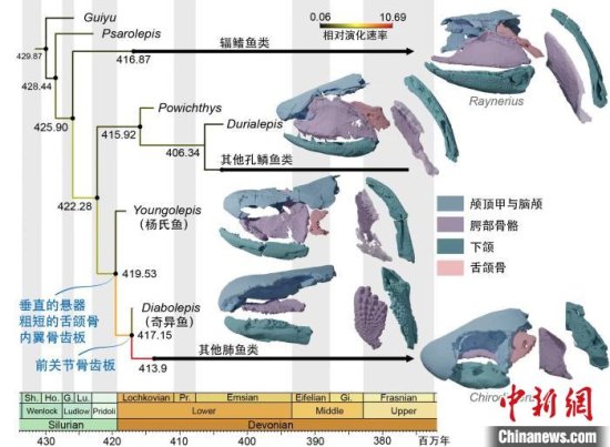 肺鱼为何能“啃硬骨头”？4.1亿年前<em>杨氏</em>鱼化石最新研究揭密