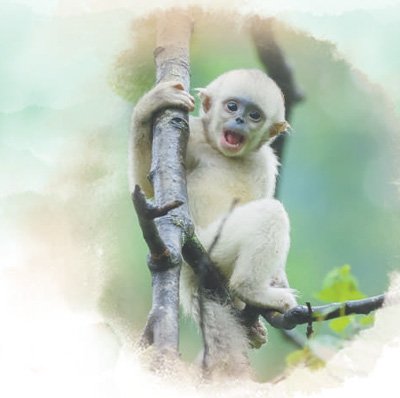 加强生物多样性保护 ：滇金丝猴保护见成效