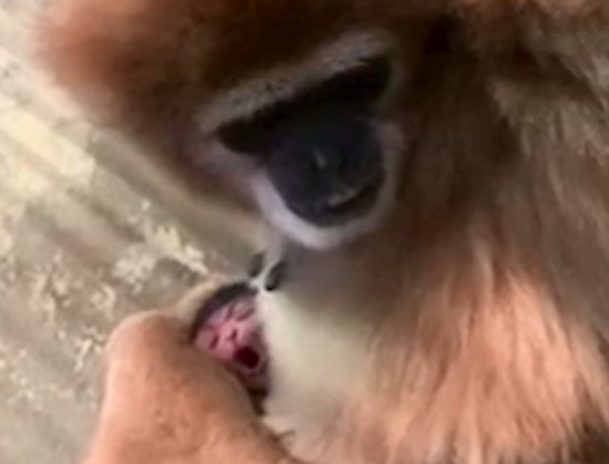 真奇怪，日本一动物园单独饲养的<em>长臂猿</em>，莫名其妙怀孕产子