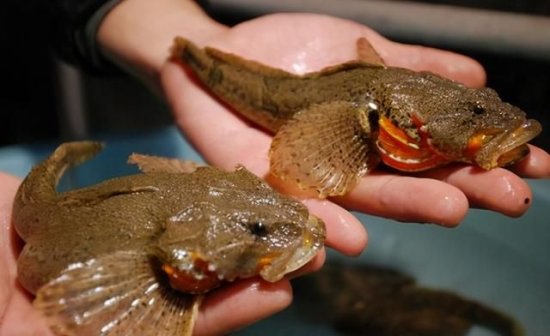 松江鲈鱼的“溃败”：从万人追捧到濒临灭绝,它经历了多少是非?