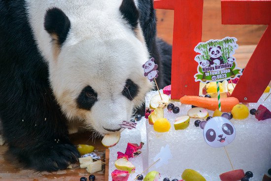 马来西亚将向中国要求延长大熊猫租借期