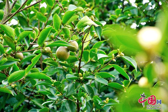 川渝联动 打造千亩油茶产业示范园