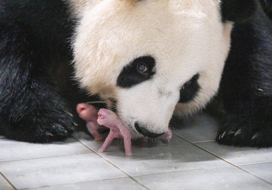 外交部发言人：祝愿旅韩熊猫“爱宝”的双胞胎幼崽茁壮成长