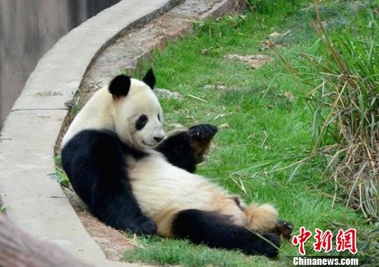 成都动物园25岁大熊猫“科比”因病去世