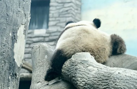 “熊猫网红”花花多次登上热搜，大家为什么爱花花？