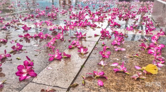 广西柳州：紫荆花迎来最后一波盛花期