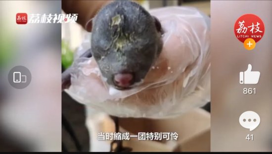 女子捡了只小狗养大后竟是貉 已送至上海动物园收容暂养