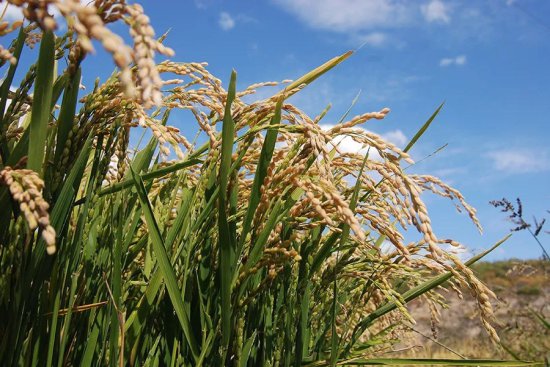 延边州指导农民有序进行水稻备耕生产