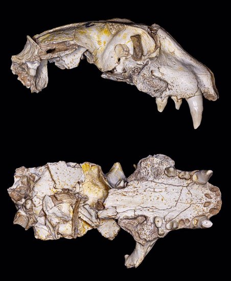 科研团队新发现：630万年前的远古“平头哥”副美洲獾也会患...