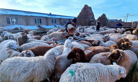 新疆察布查尔县：棚圈养殖产业让牧民增收“底气”足