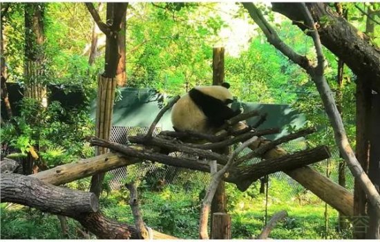 <em>上海</em>动物园为企鹅和大熊猫搞<em>装修</em>：企鹅们称重后可滑滑梯入水